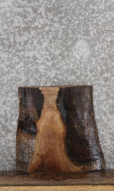 Black Walnut Charcuterie Board/Taxidermy Slab CLOSEOUT 246